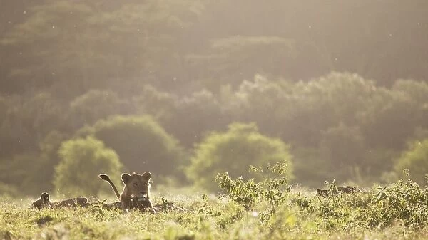 Masai Lion (Panthera leo nubica) immature males, resting in habitat at dawn, Lake Nakuru N. P