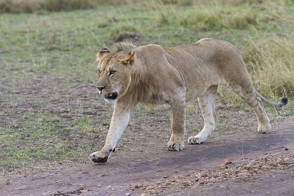 Masai Lion (Panthera leo nubica) subadult male, walking on track in savannah, Masai Mara National Reserve, Kenya