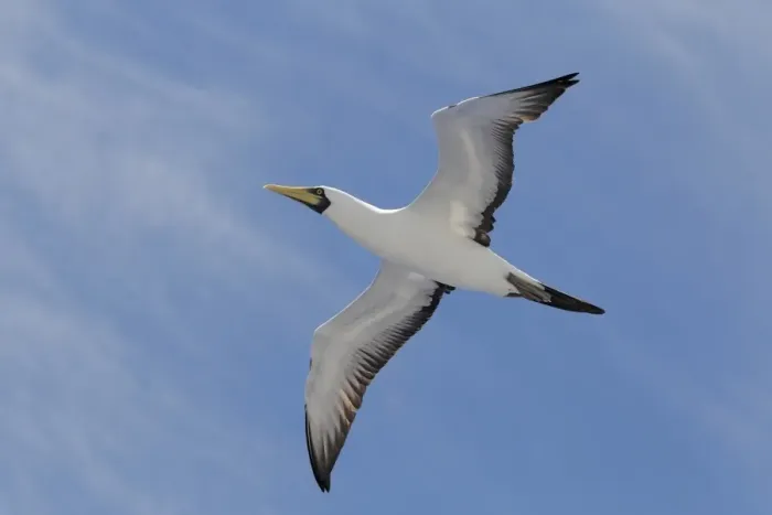 Framed Print : Masked Booby (Sula dactylatra dactylatra) adult, in flight, Salvador, Bahia, Brazil, March Framed Print : Masked Booby (Sula dactylatra dactylatra) adult, in flight, Salvador, Bahia, Brazil, March