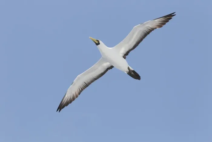 Framed Print : Masked Booby (Sula dactylatra dactylatra) adult, in flight, Brazil, March Framed Print : Masked Booby (Sula dactylatra dactylatra) adult, in flight, Brazil, March