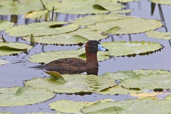 Masked Duck (Nomonyx dominicus) adult male, breeding plumage, swimming amongst waterlily leaves, Tobago