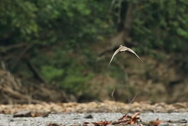 Masked Finfoot (Heliopais personatus) adult male, in flight over river, Tahan River, Taman Negara N. P