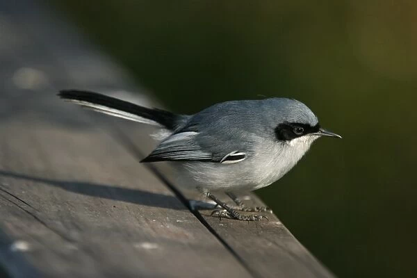 Masked Gnatcatcher (Polioptila dumicola) adult male, standing on railing, Vicente Lopez, Buenos Aires Province, Argentina, july