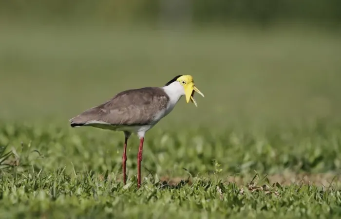 Framed Print : Masked Lapwing (Vanellus miles) adult, calling, standing in short grass field, Cairns, Queensland, Australia, September Framed Print : Masked Lapwing (Vanellus miles) adult, calling, standing in short grass field, Cairns, Queensland, Australia, September