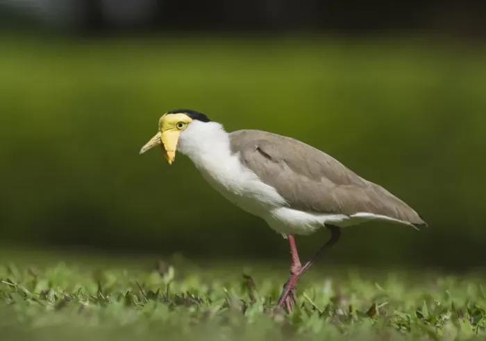 Framed Print : Masked Lapwing (Vanellus miles) adult, walking on short grass, Cairns, Queensland, Australia Framed Print : Masked Lapwing (Vanellus miles) adult, walking on short grass, Cairns, Queensland, Australia