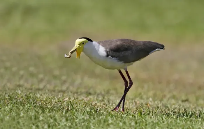 Framed Print : Masked Lapwing (Vanellus miles) adult, feeding, with insect larva in beak, foraging on grass at camping park