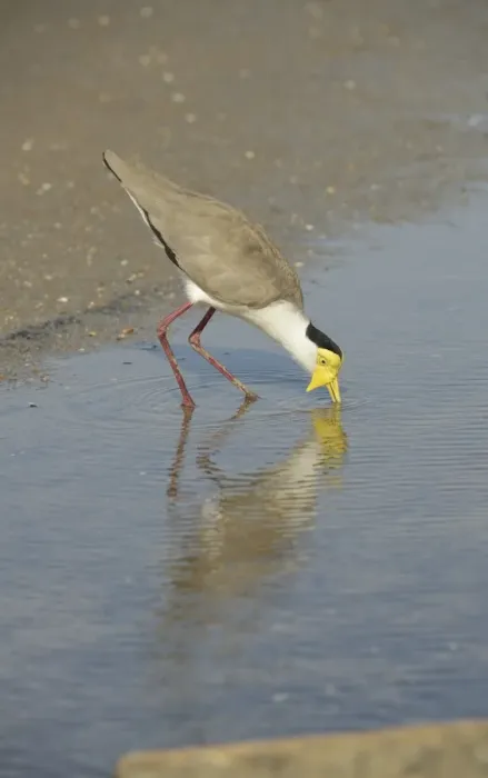 Framed Print : Masked Lapwing (Vanellus miles) adult, drinking, standing in shallow water, Queensland, Australia, November Framed Print : Masked Lapwing (Vanellus miles) adult, drinking, standing in shallow water, Queensland, Australia, November