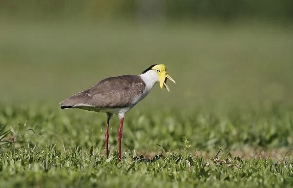 Masked Lapwing (Vanellus miles) adult, calling, standing in short grass field, Cairns, Queensland, Australia, September