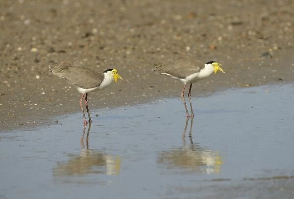 Masked Lapwing (Vanellus miles) two adults, standing in shallow water, Queensland, Australia, November