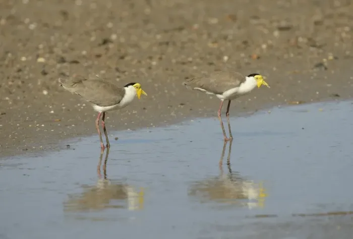Framed Print : Masked Lapwing (Vanellus miles) two adults, standing in shallow water, Queensland, Australia, November