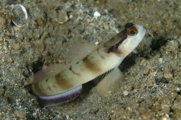 Framed Print : Masked Shrimpgoby (Amblyeleotris gymnocephala) adult, at burrow entrance, Lembeh Straits, Sulawesi, Sunda Islands Framed Print : Masked Shrimpgoby (Amblyeleotris gymnocephala) adult, at burrow entrance, Lembeh Straits, Sulawesi, Sunda Islands