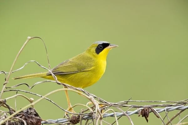 Masked Yellowthroat (Geothlypis aequinoctialis) adult male, perched amongst stems on barbed wire fence, Trinidad