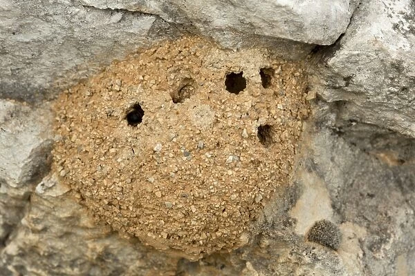 Mason Bee (Chalicodoma parietina) mud nests, attached to wall, Greece, April