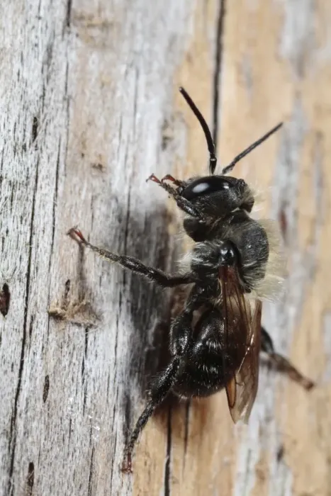 Framed Print : Mason Bee (Osmia leaiana) adult male, resting on fencepost, Powys, Wales, july Framed Print : Mason Bee (Osmia leaiana) adult male, resting on fencepost, Powys, Wales, july