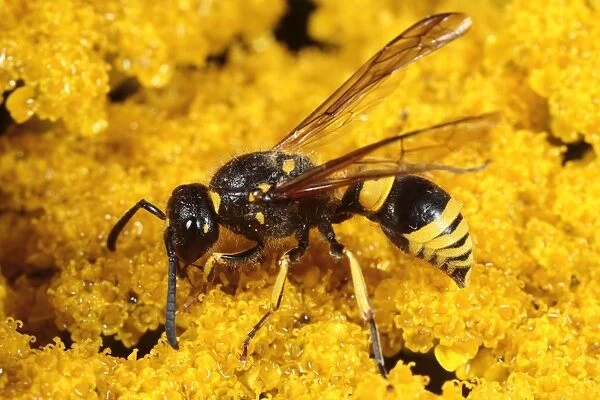 Mason Wasp (Ancistrocerus parietinus) adult female, feeding on Yarrow (Achillea sp. ) flower, Powys, Wales, august