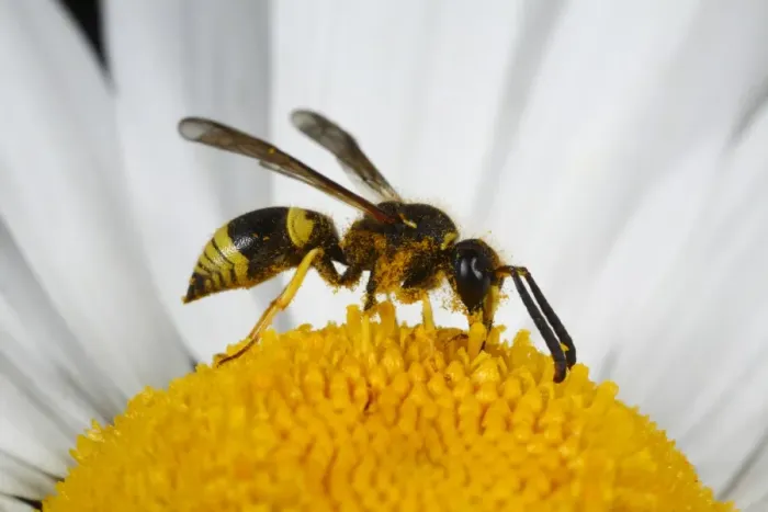Framed Print : Mason Wasp (Ancistrocerus parietinus) adult male, feeding on Ox-eye Daisy (Leucanthemum vulgare) flower, Powys, Wales Framed Print : Mason Wasp (Ancistrocerus parietinus) adult male, feeding on Ox-eye Daisy (Leucanthemum vulgare) flower, Powys, Wales