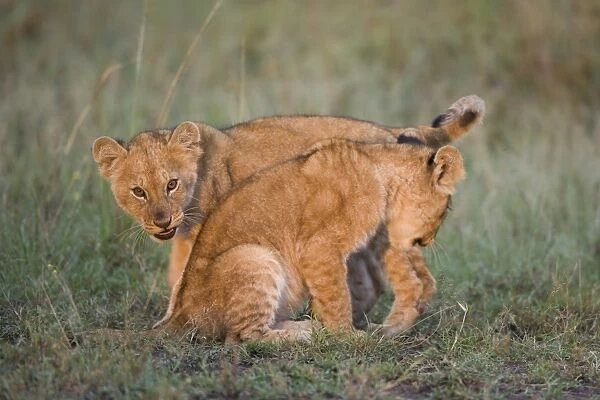 Massai Lion (Panthera leo nubica) two two-month old cubs, play-fighting, in dawn sunlight, Masai Mara, Kenya