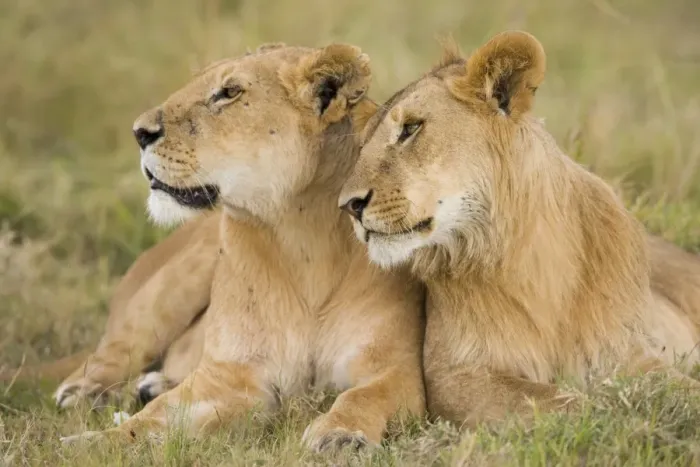 Framed Print : Massai Lion (Panthera leo nubica) adult female laying with immature male, Masai Mara, Kenya