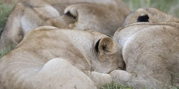 Massai Lion (Panthera leo nubica) adult females, pride sleeping, Masai Mara, Kenya
