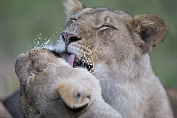 Massai Lion (Panthera leo nubica) two adult females, mutual grooming, close-up of heads, Masai Mara, Kenya