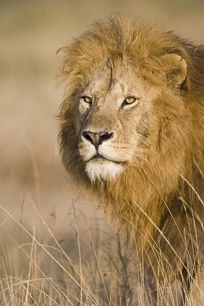 Massai Lion (Panthera leo nubica) adult male, close-up of head, Masai Mara, Kenya