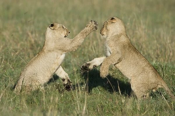 Massai Lion (Panthera leo nubica) two cubs, playfighting, Masai Mara, Kenya