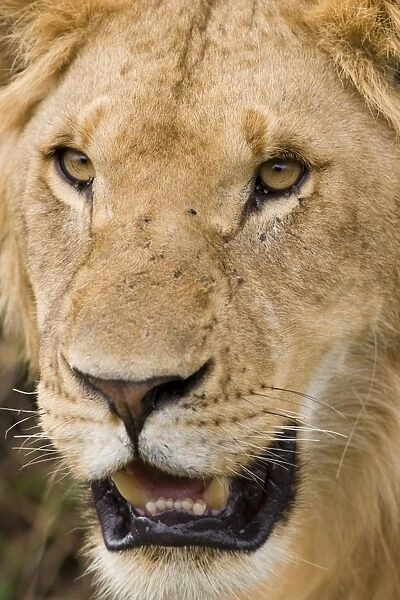 Massai Lion (Panthera leo nubica) immature male, close-up of head, Masai Mara, Kenya