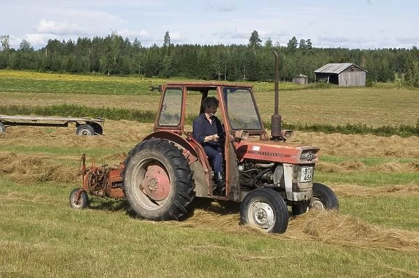Massey Ferguson tractor with line hay rake, lining up harvested hay crop into rows, Sweden