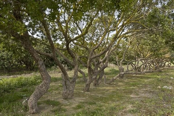 Mastic Tree (Pistacia lentiscus var. chia) habit, in cultivation, Chios, Greece, April