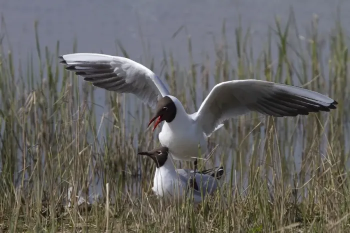 Framed Print : Mating Black headed Gulls at RSPB Minsmere. suffolk Framed Print : Mating Black headed Gulls at RSPB Minsmere. suffolk