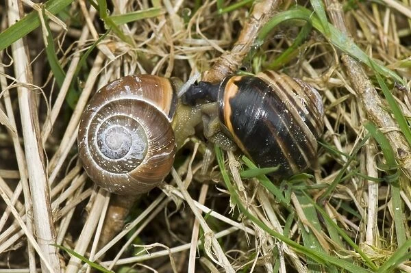 Mating pair of dark-lipped banded snails, Cepaea nemoralis, on a damp April morning