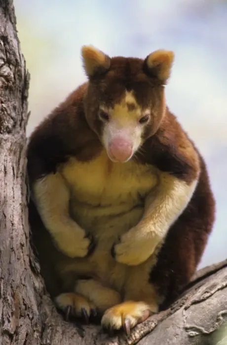 Framed Print : Matschie's Tree Kangaroo (Dendrolagus matshiei) Close-up - Sitting in tree Framed Print : Matschie's Tree Kangaroo (Dendrolagus matshiei) Close-up - Sitting in tree