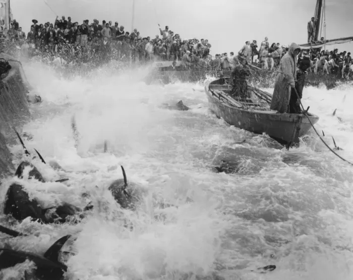 Framed Print : Mattanza tuna fishing, Sicily, Italy, 1958 (Kurt Drost) Framed Print : Mattanza tuna fishing, Sicily, Italy, 1958 (Kurt Drost)