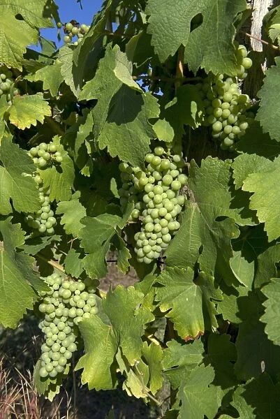 Maturing wine grapes on the vine, Gironde, France, August
