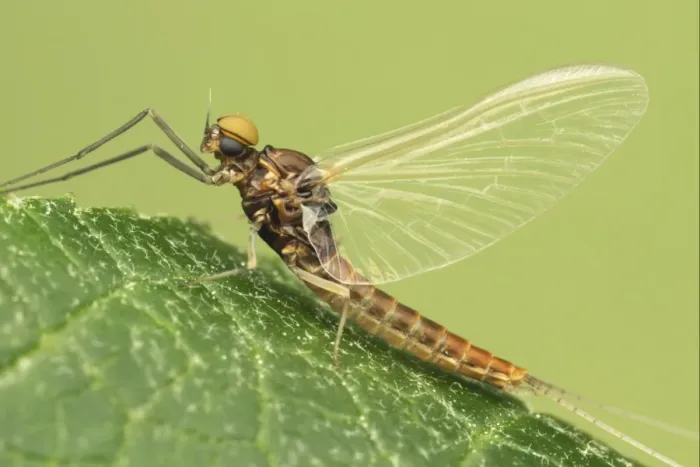 Framed Print : Mayfly (Ephemeroptera sp. ) adult, resting on leaf, Leicestershire, England, july Framed Print : Mayfly (Ephemeroptera sp. ) adult, resting on leaf, Leicestershire, England, july
