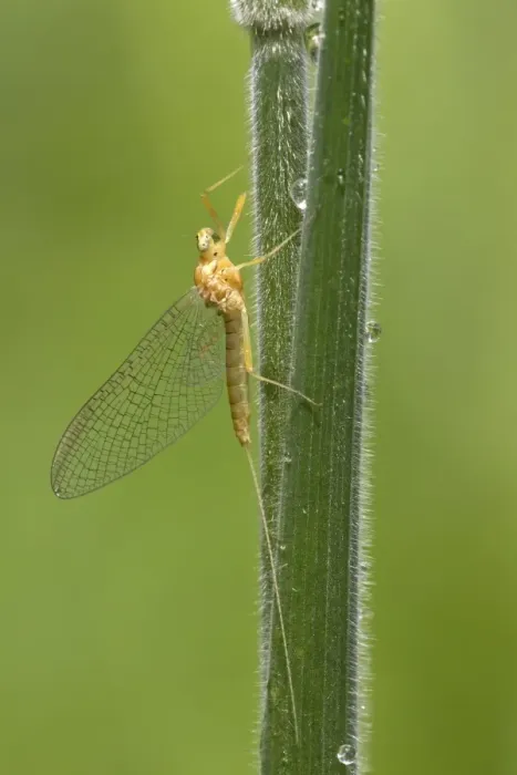 Framed Print : Mayfly (Ephemeroptera sp. ) adult, resting on grass stem, River Whiteadder, Berwickshire, Scottish Borders, Scotland Framed Print : Mayfly (Ephemeroptera sp. ) adult, resting on grass stem, River Whiteadder, Berwickshire, Scottish Borders, Scotland