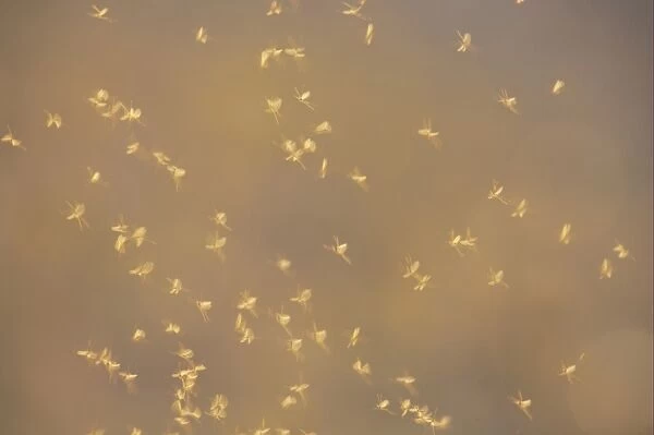 Mayfly (Ephemeroptera sp. ) adults, group in flight, dancing over water, Ouse Washes, Norfolk, England