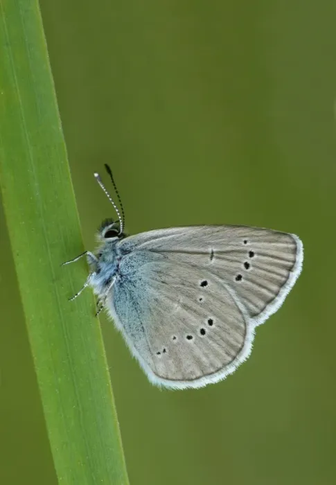 Framed Print : Mazarine Blue (Cyaniris semiargus) adult male, resting on grass, Simplon Pass, Swiss Alps, Switzerland, july Framed Print : Mazarine Blue (Cyaniris semiargus) adult male, resting on grass, Simplon Pass, Swiss Alps, Switzerland, july