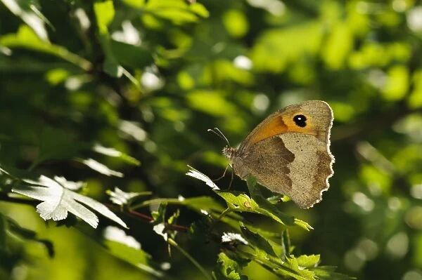 Meadow Brown (Maniola jurtina) adult, resting on leaf, Southwater Woods, West Sussex, England, July