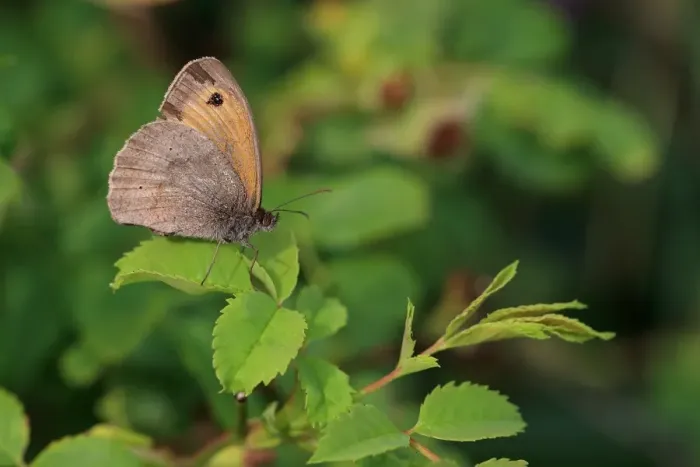 Framed Print : Meadow Brown (Maniola jurtina) adult, resting on leaves, Norfolk, England, July