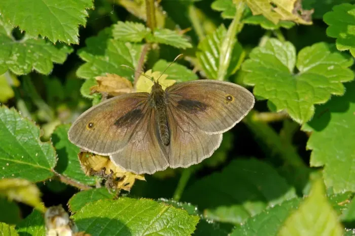 Framed Print : Meadow Brown (Maniola jurtina) adult male, sunning on leaves, Warren Hill, West Sussex, England, july Framed Print : Meadow Brown (Maniola jurtina) adult male, sunning on leaves, Warren Hill, West Sussex, England, july