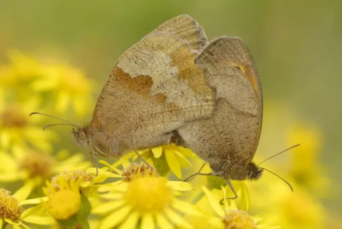Framed Print : Meadow Brown (Maniola jurtina) adult pair, mating on Common Ragwort (Senecio jacobaea) flowers in chalk grassland Framed Print : Meadow Brown (Maniola jurtina) adult pair, mating on Common Ragwort (Senecio jacobaea) flowers in chalk grassland