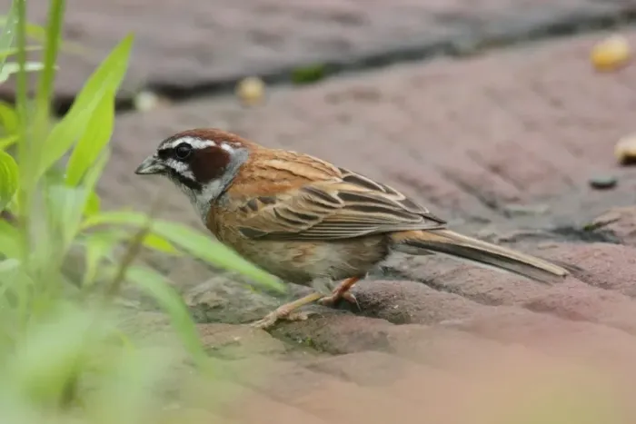 Framed Print : Meadow Bunting (Emberiza cioides) adult male, standing on carved flagstones, Wuyuan County, Jiangxi, China, june Framed Print : Meadow Bunting (Emberiza cioides) adult male, standing on carved flagstones, Wuyuan County, Jiangxi, China, june