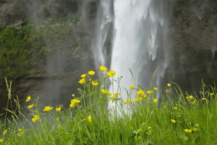 Framed Print : Meadow Buttercup (Ranunculus acris) flowering, growing beside waterfall, Seljalandsfoss Waterfall, Iceland, June Framed Print : Meadow Buttercup (Ranunculus acris) flowering, growing beside waterfall, Seljalandsfoss Waterfall, Iceland, June