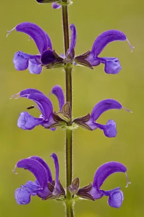 Framed Print : Meadow Clary (Salvia pratensis) close-up of flowers, growing in old meadow, Slovenia, june