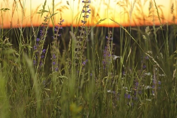 Meadow Clary (Salvia pratensis) flowering, growing in hay meadow at sunset, Causse de Gramat, Massif Central, Lot