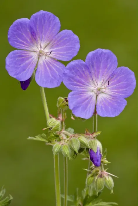 Framed Print : Meadow Cranesbill (Geranium pratense) close-up of flowers, England, august Framed Print : Meadow Cranesbill (Geranium pratense) close-up of flowers, England, august