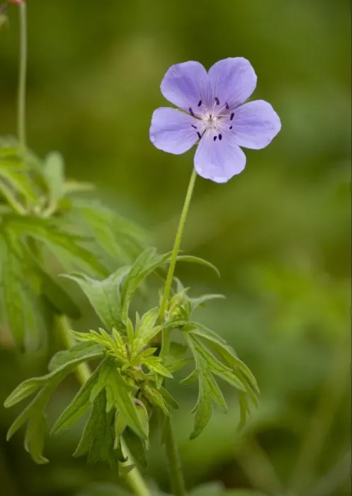 Framed Print : Meadow Cranesbill (Geranium pratense) flowering, Romania, september Framed Print : Meadow Cranesbill (Geranium pratense) flowering, Romania, september