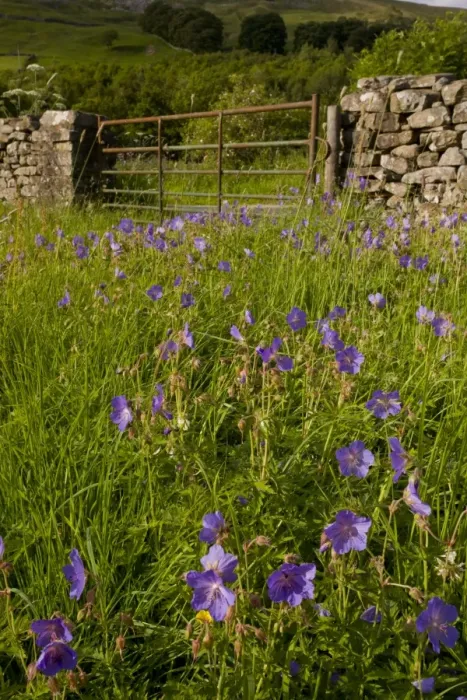 Framed Print : Meadow Cranesbill (Geranium pratense) flowering, growing on meadow edge beside gate in drystone wall, near Muker, Swaledale, Yorkshire Dales N. P. North Yorkshire, England, july Framed Print : Meadow Cranesbill (Geranium pratense) flowering, growing on meadow edge beside gate in drystone wall, near Muker, Swaledale, Yorkshire Dales N. P. North Yorkshire, England, july