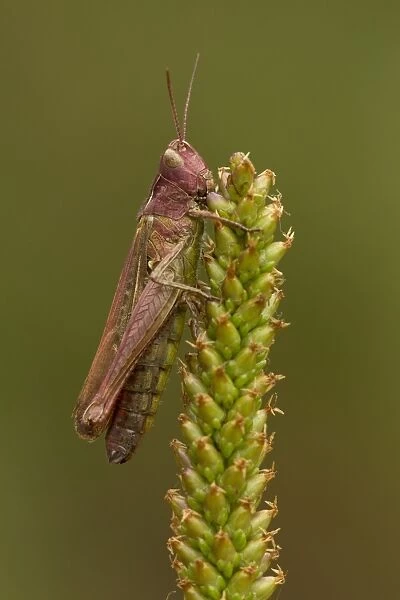 Meadow Grasshopper (Chorthippus parallelus) purple form, adult male, resting on seedhead, Coombes Dale, Peak District